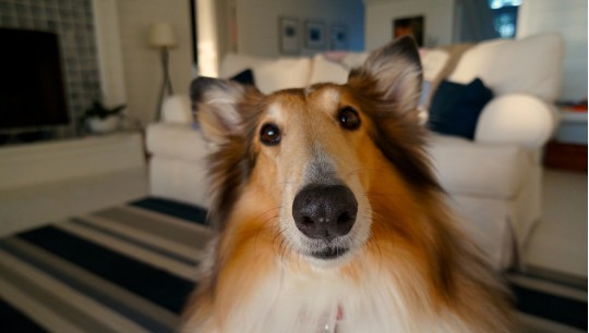 Qual é o melhor ambientador para uma casa com cão? Tudo o que precisas de saber